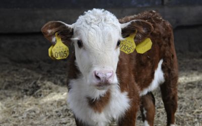 Conditioning: A new way of feeding animals. Photo: Penn Communicatie/Marten Sandburg