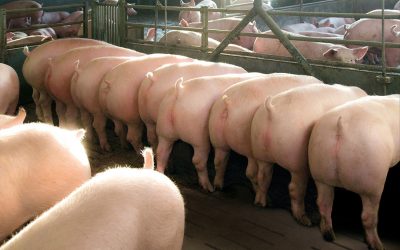 When pigs from infected and naïve flows are co-mingled at the end of the nursery, infected pigs can triple within the population every week. Photo: B.v.d.Wense