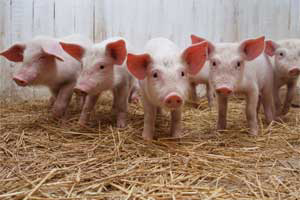 Research: Clays and zinc in weanling pigs