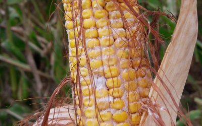 Corn harvested in Iowa, US in 2018. Photo: Radka Borutova