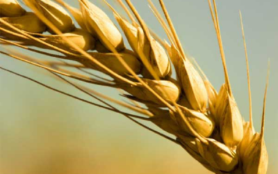 UK wheat price jumps on Ukraine fears