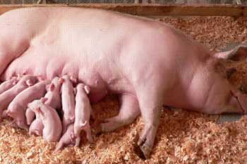 Lallemand: Technical meeting benefits sows, piglets