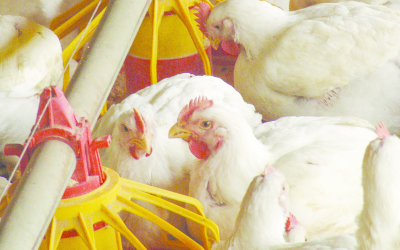 Overcoming the vicious cycle of enteritis in broilers. Photo: Alf Ribeiro