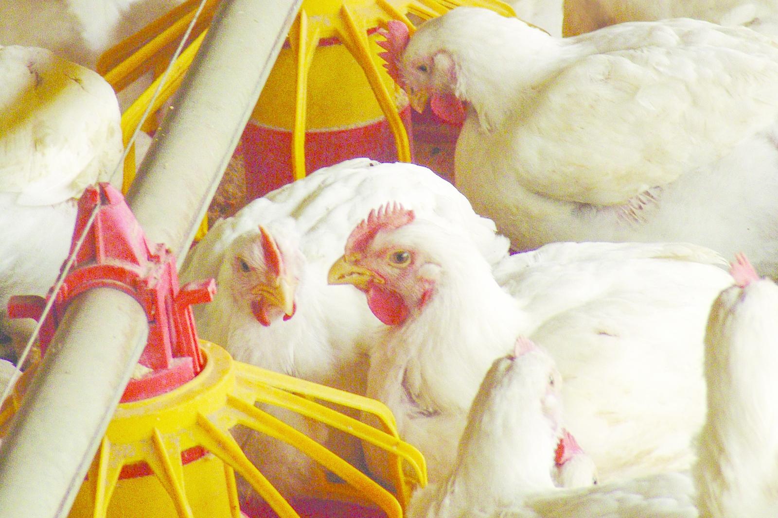 Overcoming the vicious cycle of enteritis in broilers. Photo: Alf Ribeiro