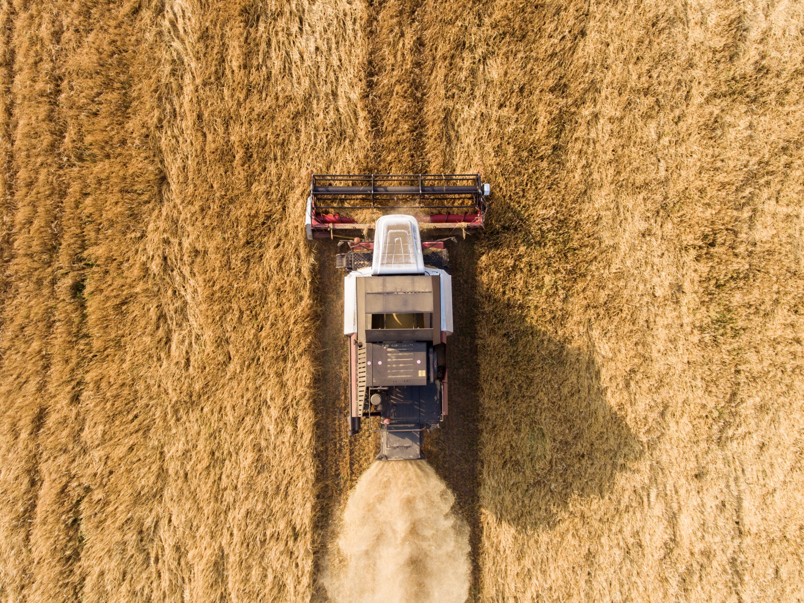 Wheat and meat push FAO Food Price Index. Photo: Shutterstock