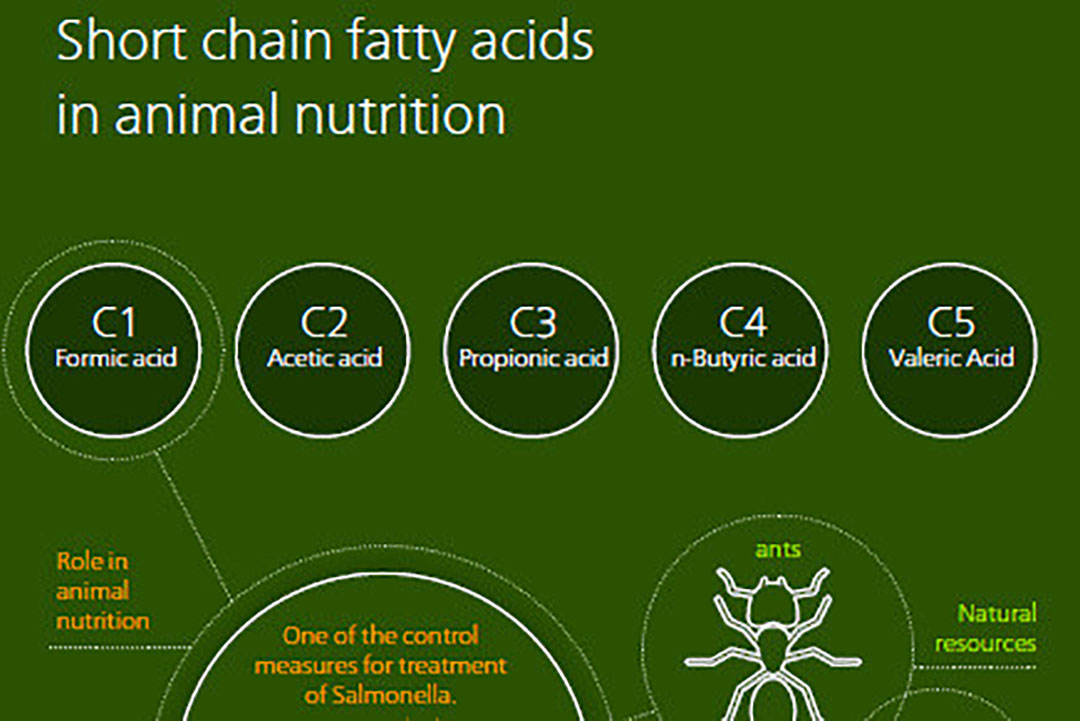 Infographic: Learn about organic acids - All About Feed