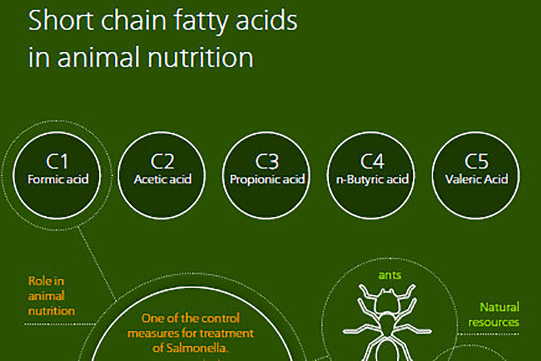 Infographic: Learn about organic acids. Photo: Perstorp