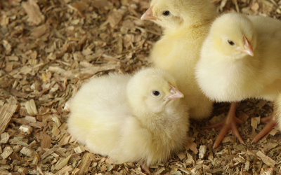 Seminar: Feeding young broilers