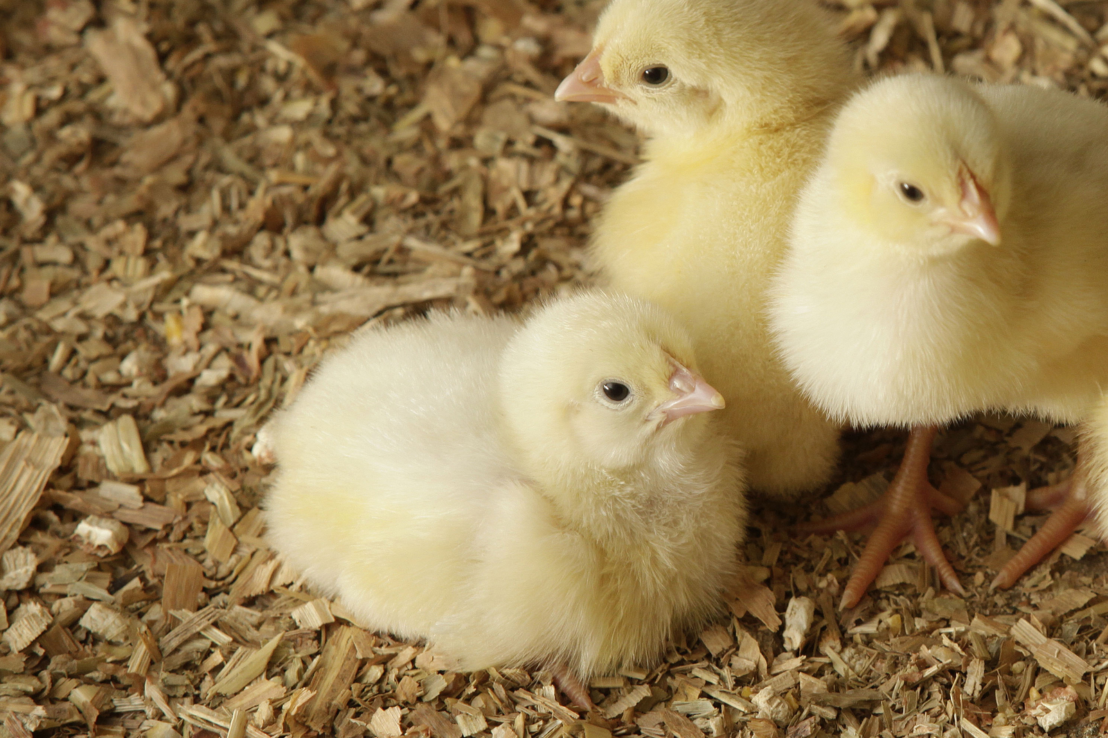 Seminar: Feeding young broilers