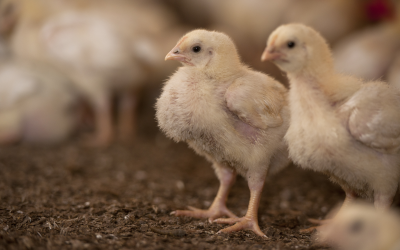 EFSA opinion on Lactobacillus product for broilers