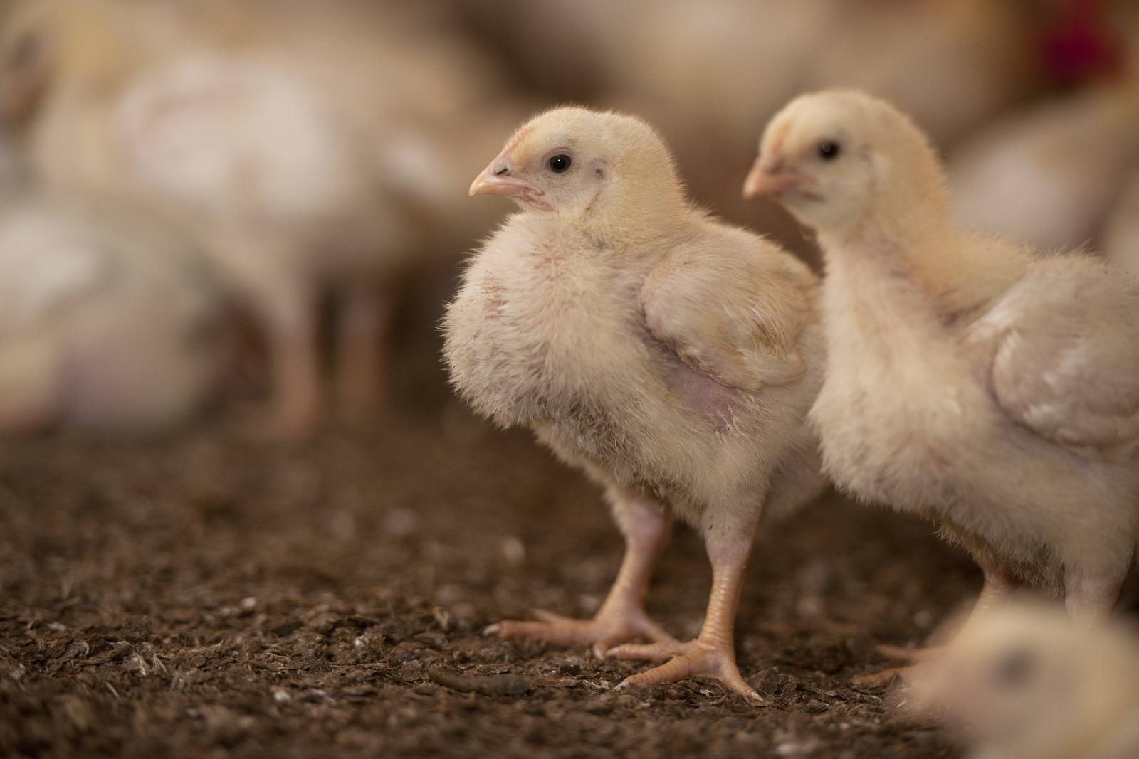 EFSA opinion on Lactobacillus product for broilers