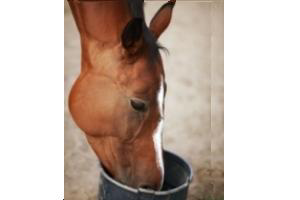 The efficacy of live yeast in horses