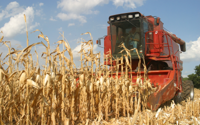 Heat in Europe to lower corn output