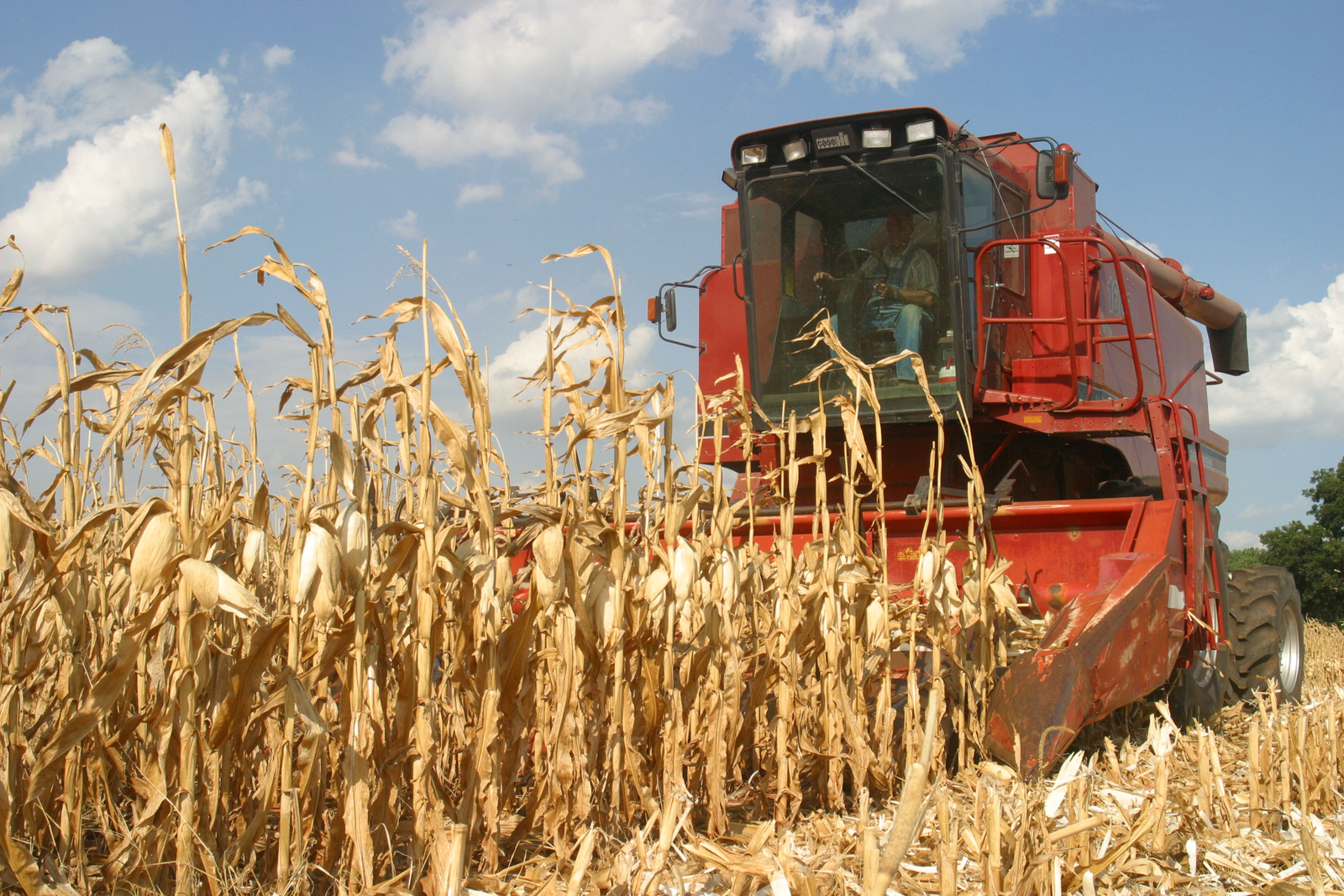 Heat in Europe to lower corn output