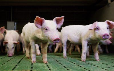 Support piglet health and reduce mortality. Photo: Shutterstock