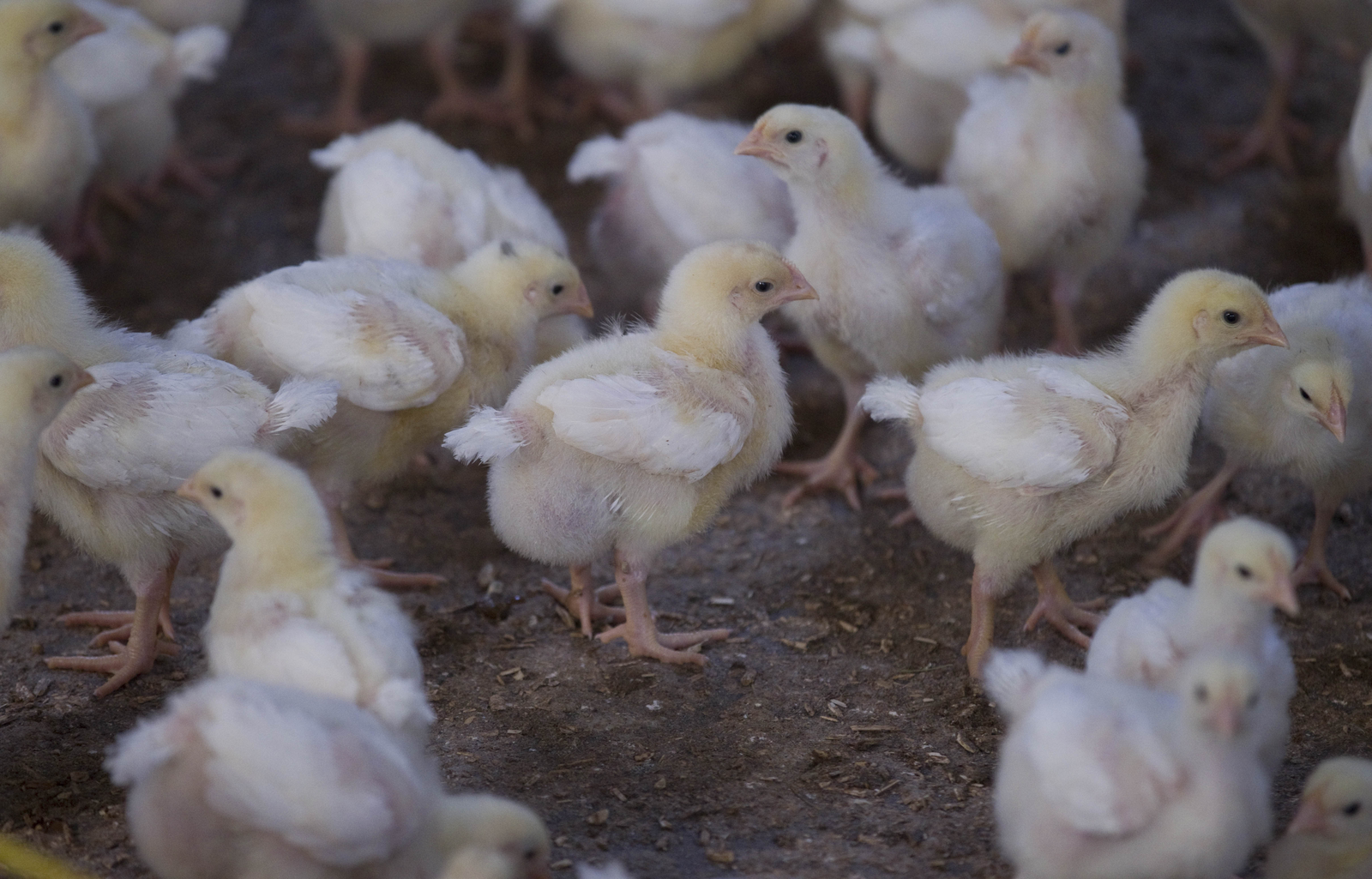 Phytogenics for better gut health in poultry