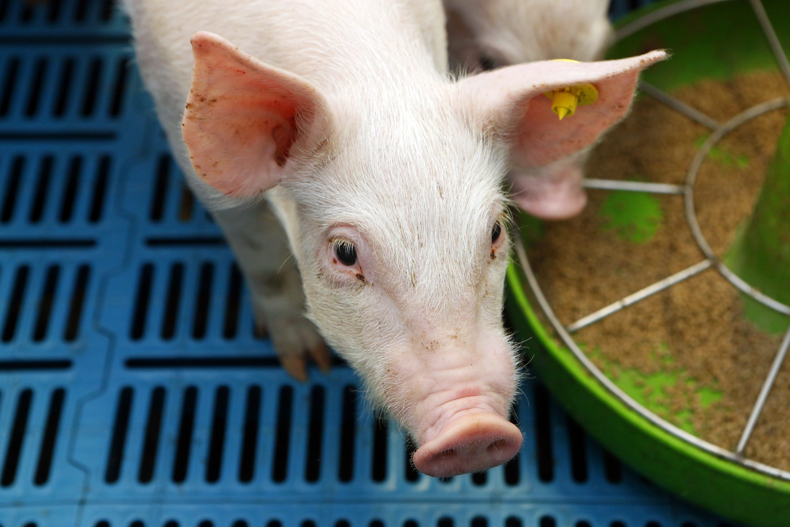 Whitepaper: Take control of your mycotoxin risk in swine. Photo: RBI
