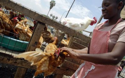 Using wild insects to feed Kenyan poultry and fish. Photo: AFP - Simon Maina