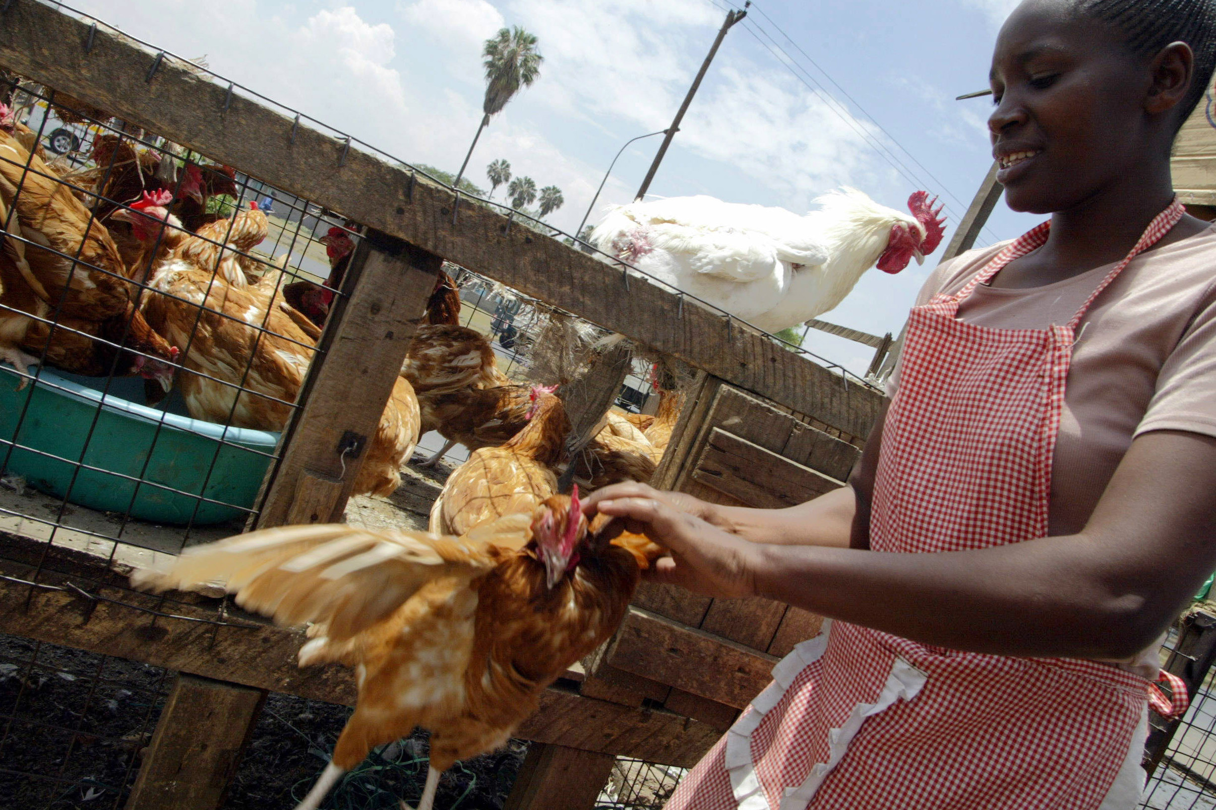 Using wild insects to feed Kenyan poultry and fish. Photo: AFP - Simon Maina