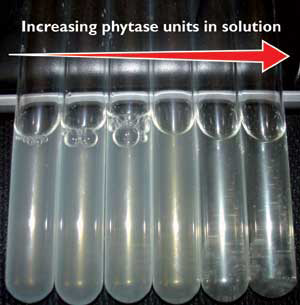 Choosing a phytase to maximise performance and profit