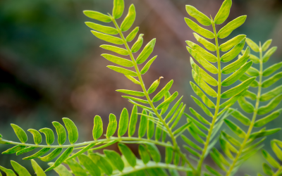 Leucaena is a multipurpose agroforestry tree and it was first domesticated for human use 7000 years ago. <em>Photo: Shutterstock</em>