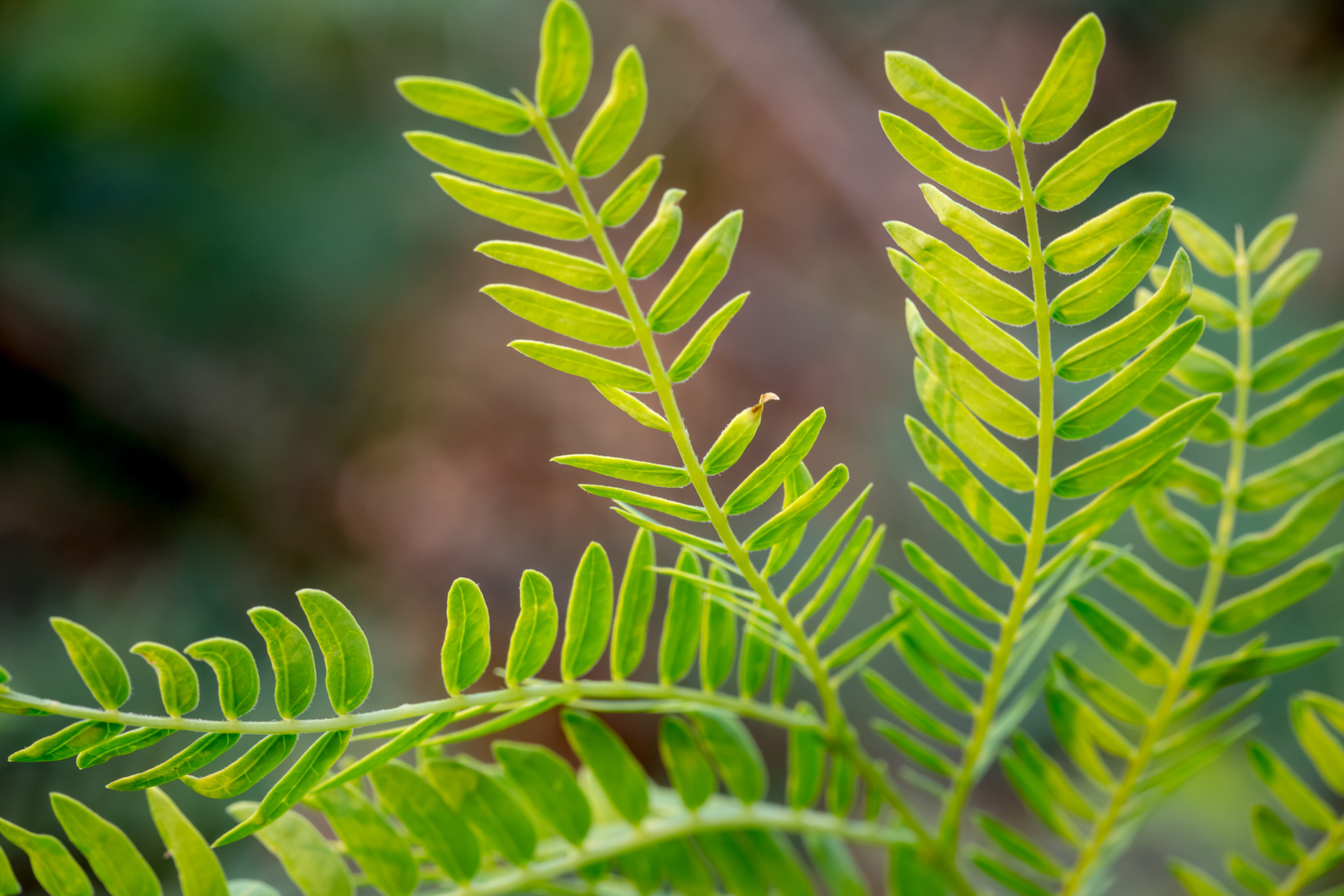 Leucaena is a multipurpose agroforestry tree and it was first domesticated for human use 7000 years ago. <em>Photo: Shutterstock</em>