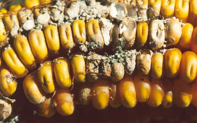 Mycotoxin occurrence in maize milling fractions