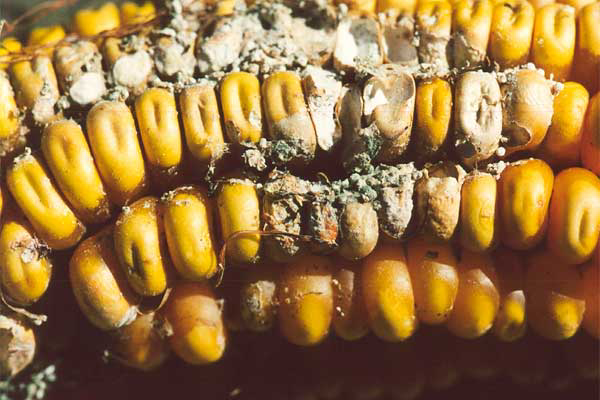 Mycotoxin occurrence in maize milling fractions