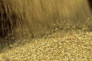 Good weather helps Ukraine increase grain harvest