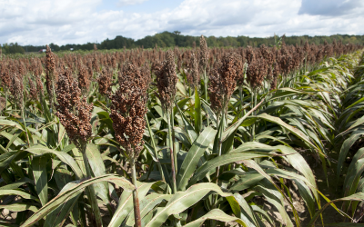 Low tannin sorghum has potential for poultry feed