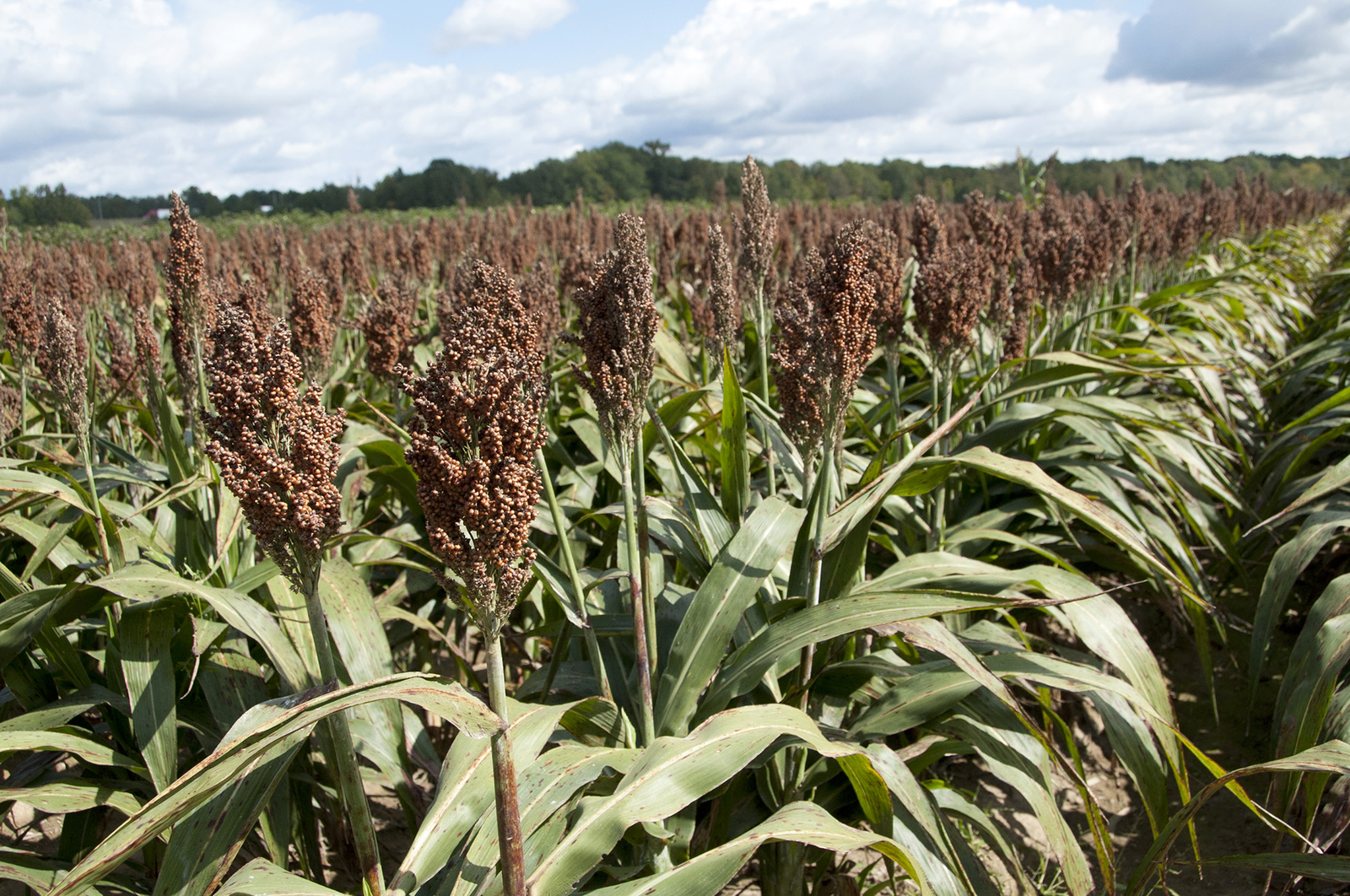 Low tannin sorghum has potential for poultry feed