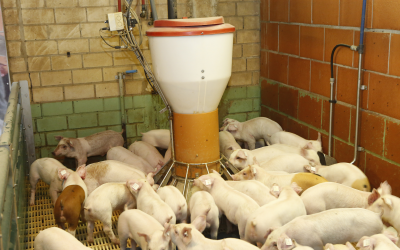 Piglets do better with nano-coated trace minerals