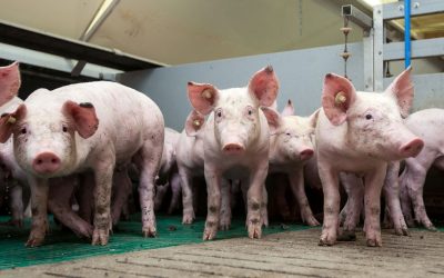 A trial on pigs consuming a diet supplemented with both xylo-oligomers and a xylanase demonstrated an improvement in liveability. Photo: Ruud Hissink