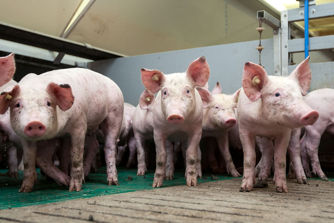 A trial on pigs consuming a diet supplemented with both xylo-oligomers and a xylanase demonstrated an improvement in liveability. Photo: Ruud Hissink