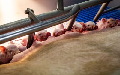 Sows need to be in excellent bodily condition to deal with the task of lactation. Photo: Ronald Hissink