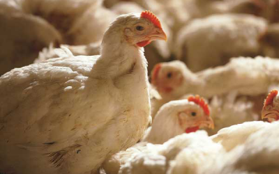 Rendered products in poultry diets are a real benefit