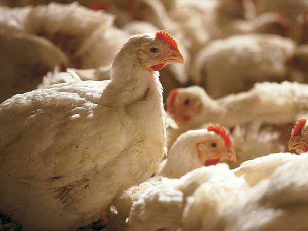 Rendered products in poultry diets are a real benefit