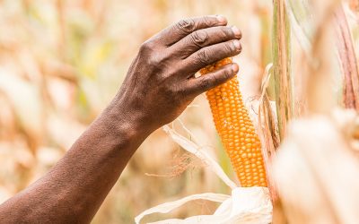 South Africa produced its second highest corn crop on record in the 2019/20 MY. Photo: Junior Aklei Chaky