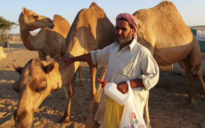 The nation United Arab Emirates in the MENA region is known for its camel farming, but the number of large poultry farms is increasing. However, the region's ability to produce the feed ingredients to meet the demand is limited by its geography and climate. [Photo: Stuart Forster/ Rex Shutterstock]