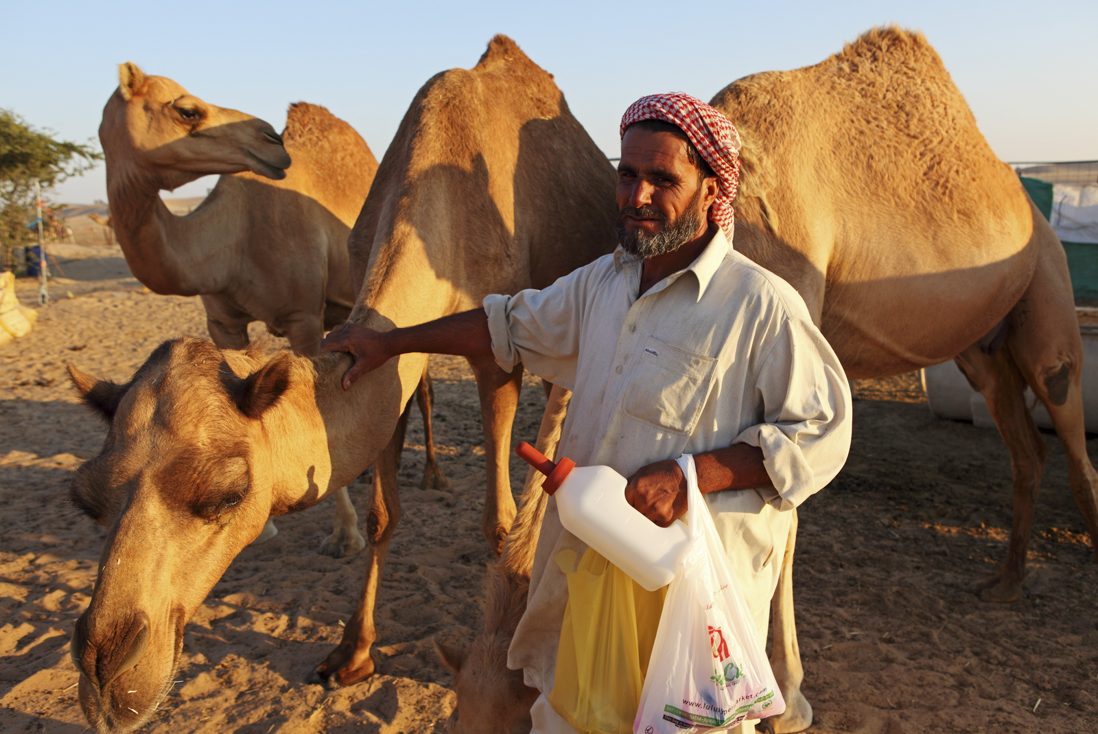 The nation United Arab Emirates in the MENA region is known for its camel farming, but the number of large poultry farms is increasing. However, the region's ability to produce the feed ingredients to meet the demand is limited by its geography and climate. [Photo: Stuart Forster/ Rex Shutterstock]