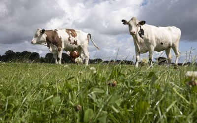 Plants such as clover are known to accumulate nitrates to dangerous levels.The provision of additional roughage and concentrates reduces the incidence of nitrate poisoning. Photo: Hans Banus