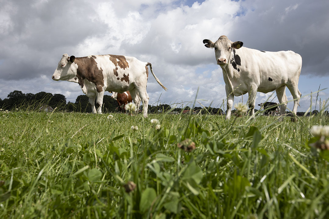 Plants such as clover are known to accumulate nitrates to dangerous levels.The provision of additional roughage and concentrates reduces the incidence of nitrate poisoning. Photo: Hans Banus