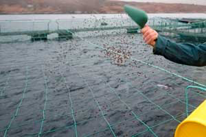 Russia needs to boost fish feed production