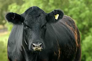 Fibrolytic enzymes benefit beef cattle