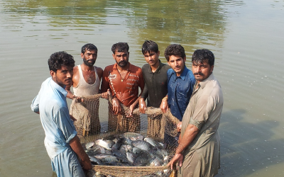 FEEDing Pakistan demonstration tilapia fish averaged 600 grams per fish--double the weight of traditional Pakistan fish