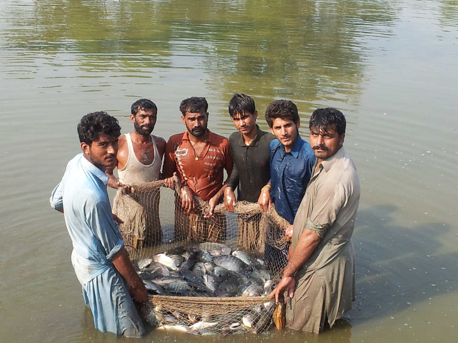FEEDing Pakistan demonstration tilapia fish averaged 600 grams per fish--double the weight of traditional Pakistan fish
