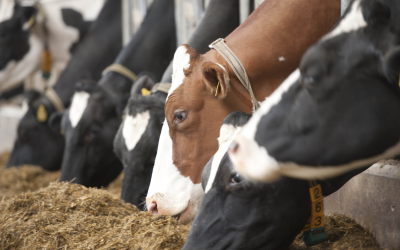 Photo: Mark Pasveer<br />Two different strategies to balance amino acids in the feed can be applied: On Top application or Reformulation.