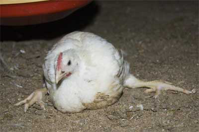 Research: Probiotics reduces lameness in broilers