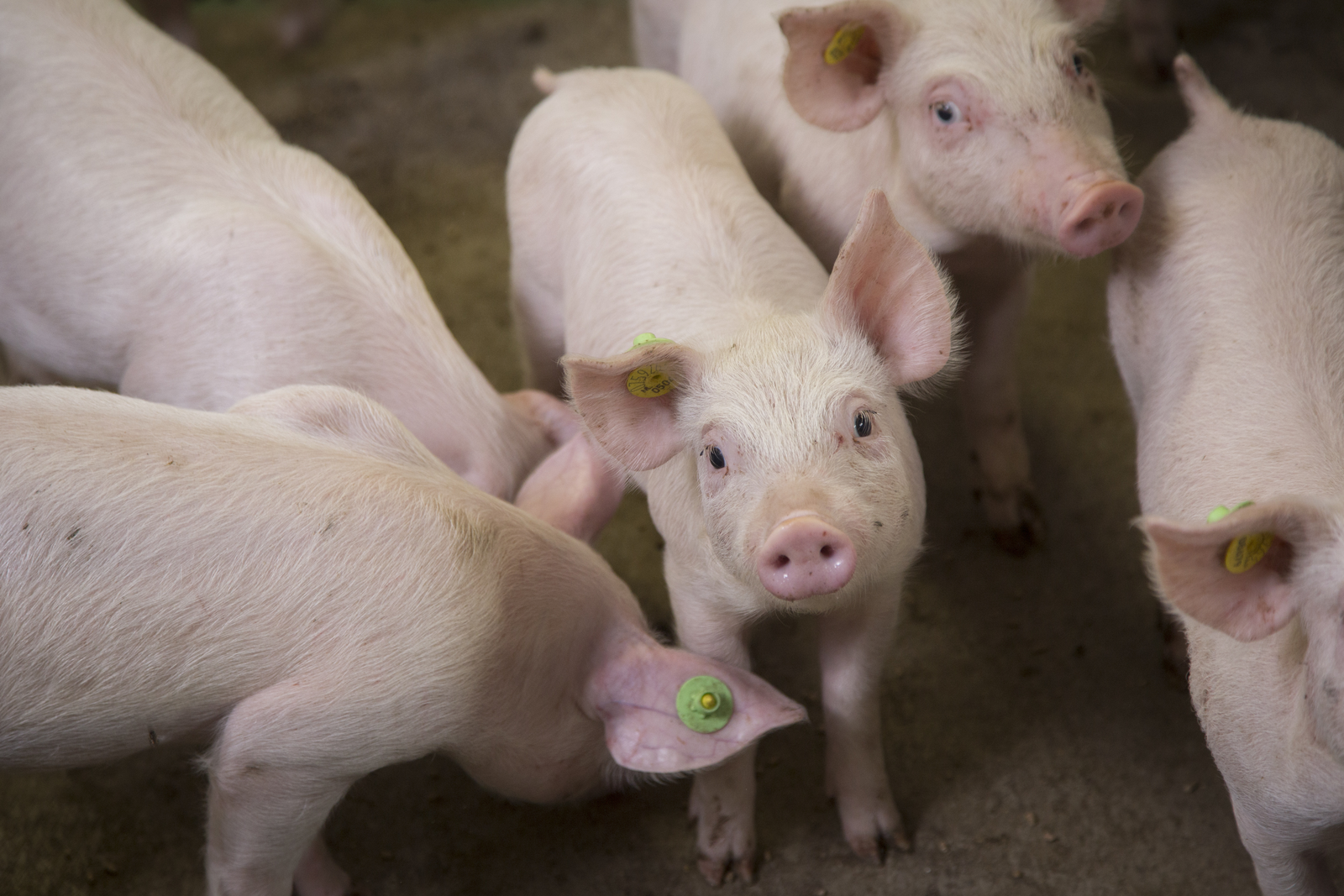 The toxic effects induced by DON are well characterised in most production animals, with  pigs  being  the  most  susceptible.<br />[Photo: Koos Groenewold]
