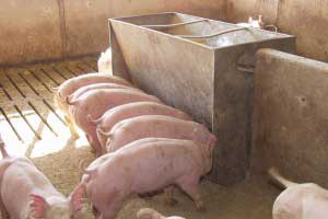 Study: Fat digestibility in pig diets